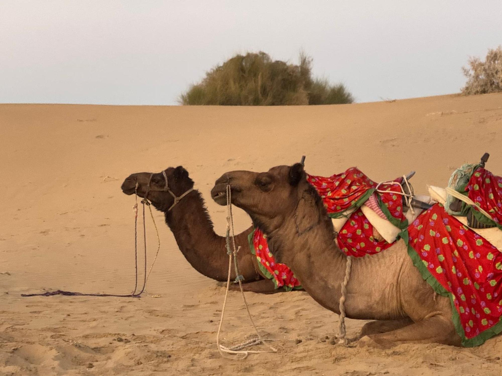 Desert Vista Camp ไจซัลเมอร์ ภายนอก รูปภาพ